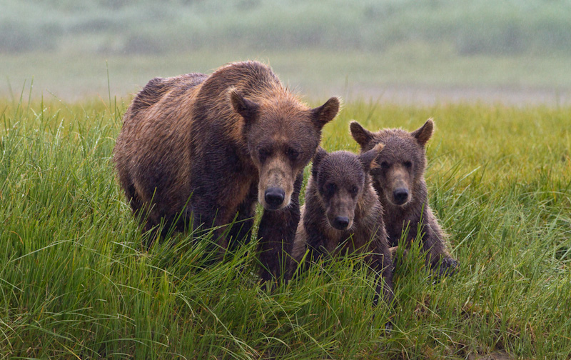 Grizzly Bear Sow And Cubs